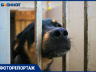 «Мы в шоке», - в «Краснодоге» рассказали о новом законе, регулирующем работу приютов для домашних животных