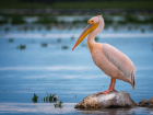 Где на Кубани гнездится розовый пеликан по прозвищу «баба-бабура»
