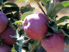 «Начинается битва за урожай», - в минсельхозе Кубани рассказали о сборе яблок 