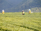 Краснодарский чай выращивают только на трети пригодных для него земель Кубани