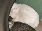 Антисанитария и чудовищный запах: в Краснодаре 20 кошек заперли в гараже под снос 