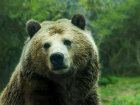 Пытавшийся вломиться в курятник медвежонок попал на видео в Сочи