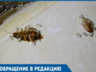  Компании по травле тараканов заподозрили в распространении насекомых в Краснодаре 