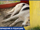 «Спят в песочнице»: краснодарку возмутила живущая на детской площадке стая собак