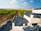 Производителям вина на Кубани уменьшили налоговую нагрузку