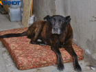 Краснодарцы собрались бороться с бездомными собаками с помощью медвежьего жира