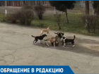 «Наши дети в опасности»: стая бродячих собак напала на школьников в Краснодаре