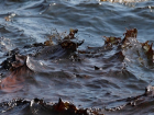Разлив нефти под Новороссийском: уровень загрязнения моря превышен в 46 раз