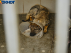 Избитый на глазах у детей пес Кубик из Яблоновского находится в тяжелом состоянии