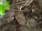 Жгут и прижигания не помогут: в Краснодаре рассказали о действиях при укусе змеи