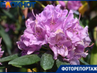 Розы, ирисы и удивительный рододендрон: Краснодар утонул в цветах 