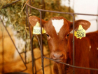 Животноводы Кубани показали значительный рост производства молочной и мясной продукции 
