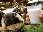 В торговой сети «Магнит» нашли поддельную молочную продукцию