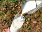 В молоке от кубанского завода нашли остатки медикаментов для животных