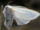 В Краснодаре на борьбу с американской бабочкой потратят 1 млн рублей