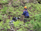 Проведение поиска спасателя под угрозой: на горе в Сочи продолжаются оползни
