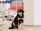В Краснодарском крае сняли запрет на контакт с бездомными животными