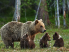 Проснувшиеся после зимней спячки медведи атакуют сочинцев в поисках еды