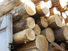 Жители Кубани незаконно вырубили более ста деревьев 
