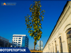 Груша, которую еще нельзя скушать: как посадили деревья в центре Краснодара