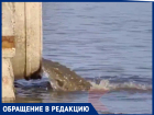 Краснодарец снял на видео слив сточных вод в Кубань и попросил администрацию о проверке