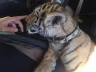 Жители Новороссийска встали на защиту мужчины, у которого отобрали тигра 