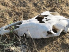 Судебные приставы борются с администрацией Отрадненского сельского поселения из-за скотомогильника