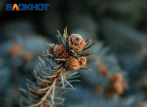 Елочные базары «распахнули двери» в Краснодаре