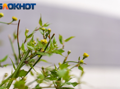 В воскресенье синоптики обещают в Краснодаре до +18 градусов тепла