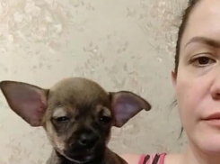 Анапскую грубиянку подозревают в продаже больных щенков