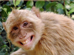 В Сочи обезьяна покусала беременную женщину