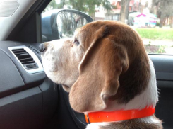 Актуальный Краснодар 29 марта: резко похолодает, скачем на одной ноге, чиним телеги и вспоминаем Берию и Decathlon