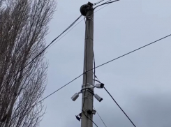 В Краснодаре енот застрял на столбе