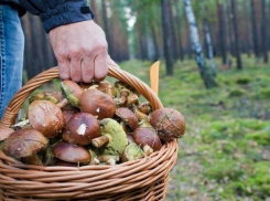 Сочинские спасатели ищут пропавшего 72-летнего грибника 