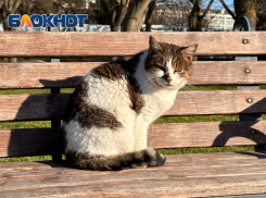 В Краснодарском крае пройдет дождь и потеплеет