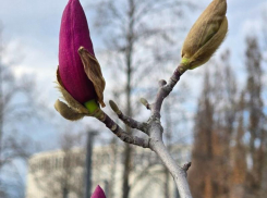 Нежная магнолия Суланжа зацвела в парке Галицкого