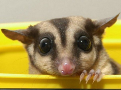  Краснодарцам придется заплатить за регистрацию домашних животных 