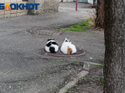 Облака в Краснодаре ограничат дневной прогрев