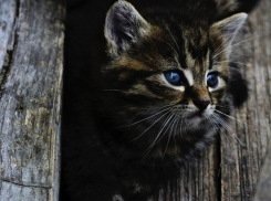В Краснодаре 20 мая будет тепло и ветрено