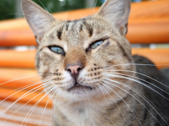 Начало недели в Краснодаре будет ясным