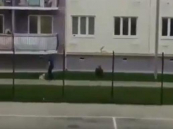 Краснодарец выкинул собаку с балкона четвертого этажа