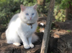 Дождь и грозы возвращаются на Кубань