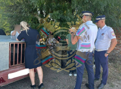 Мать-водитель в Краснодарском крае перевозила своих детей в прицепе с собакой