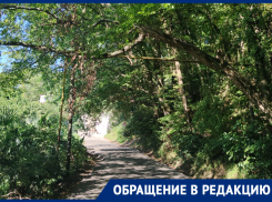 Жители Сочи опасаются падения старых деревьев им на голову и просят мэрию отреагировать