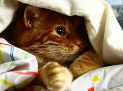 Дождливая, но теплая погода ожидается на Кубани