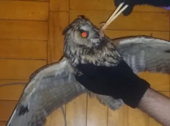 Зверье мое: на парковке в Краснодаре нашли сову с опухолью