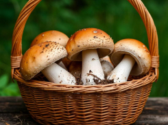 Может довести до летального исхода: краснодарцам рассказали, как не отравиться грибами