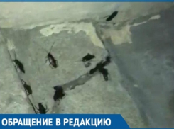 Бизнес по-краснодарски: люди винят дезинфекторов в появлении тараканов