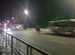  Бесхозная лошадь полночи бросалась под колеса автомобилистов в Сочи
