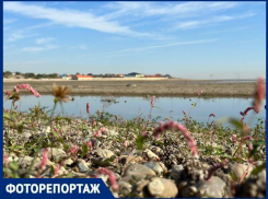 Мёртвые ракушки, цветы и пустыня: Краснодарское водохранилище стало заполняться водой